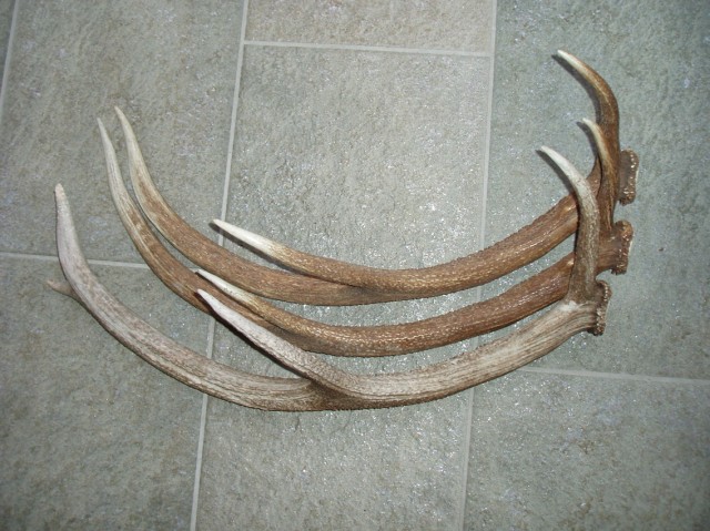 palchi raccolti